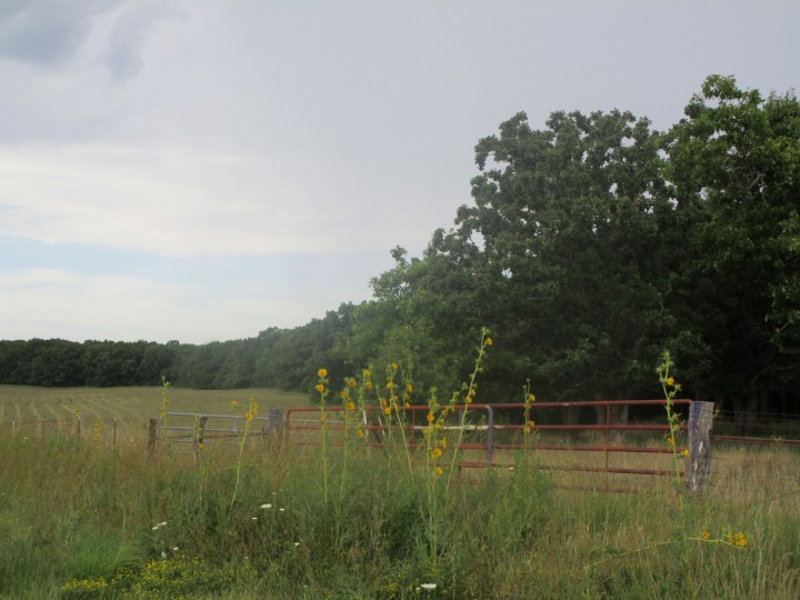 20160724142435_IMG_0100.JPG image