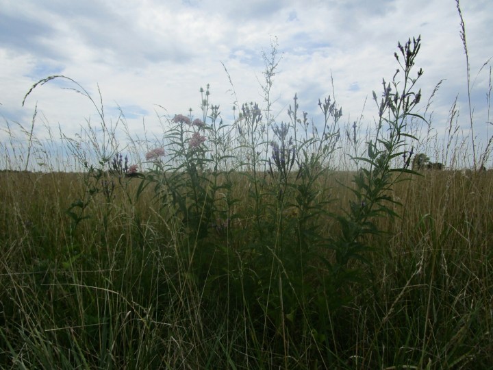 20160724144129_IMG_0107.JPG image